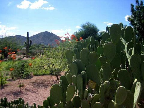Scottsdale Cottonwoods Resort & Suites Eksteriør bilde